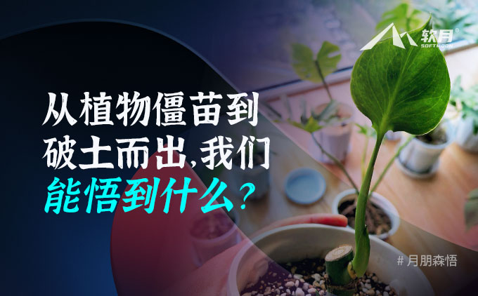 森悟 | 从植物僵苗到破土而出，我们能悟到什么？